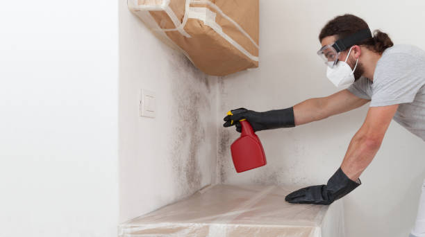 Professional Mold Cleanup technician working in Brandenburg, KY