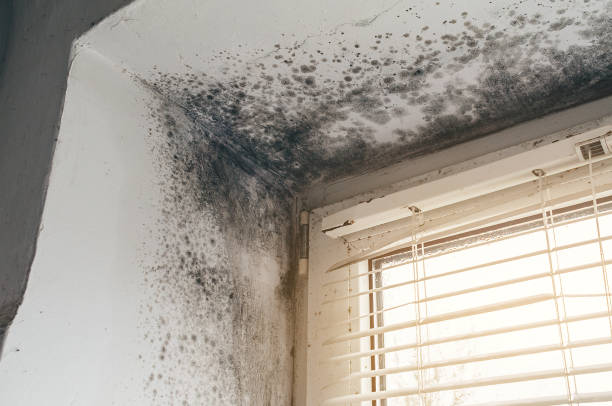 Affordable Mold Cleanup solutions in Brandenburg, KY
